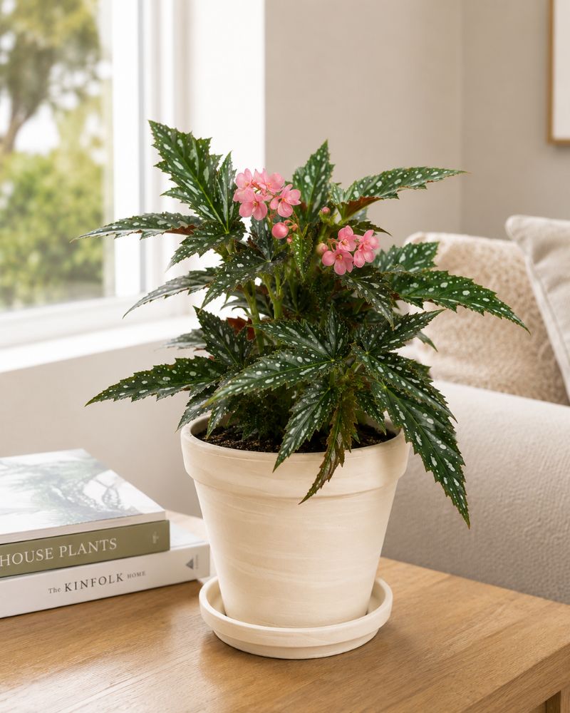 Begonia White ice Begonia White ice