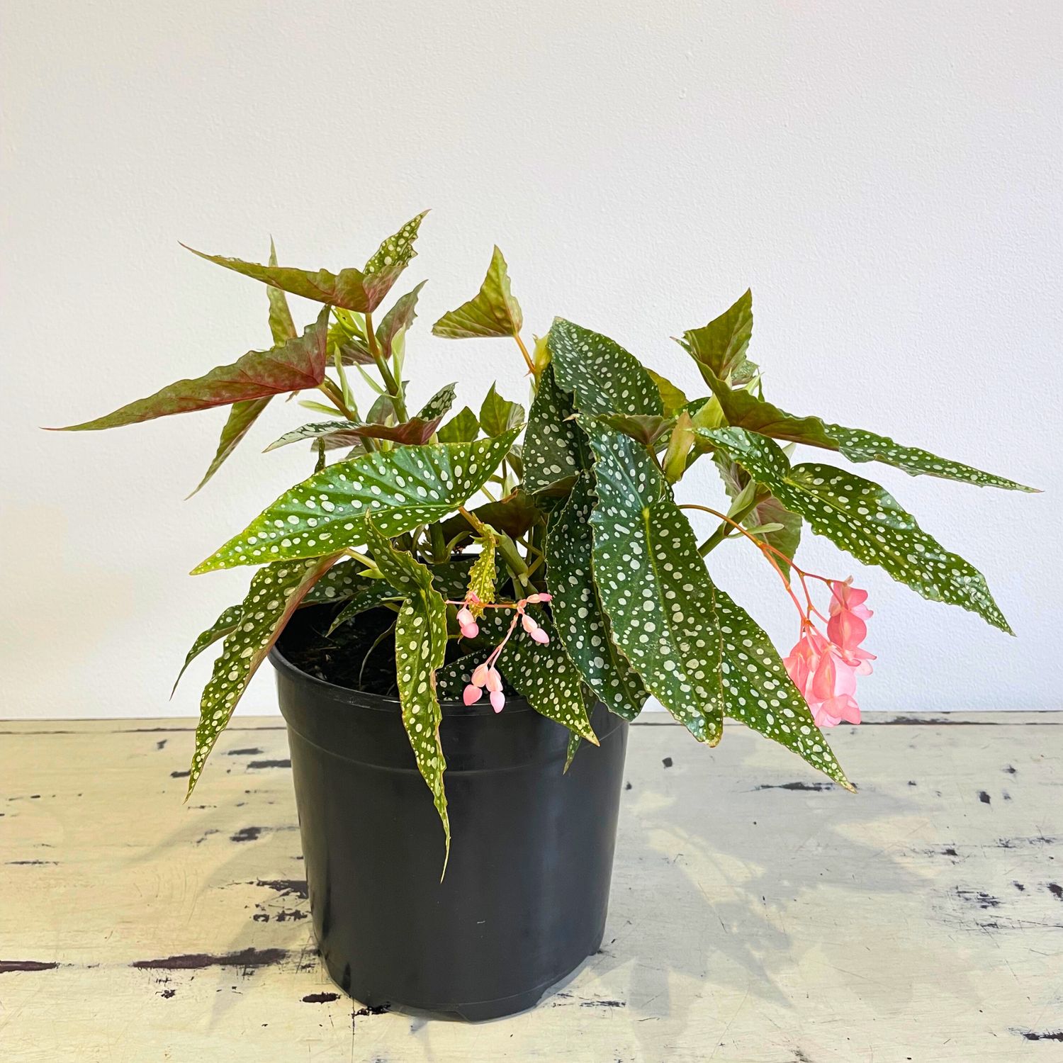 Begonia Angel wing Medora