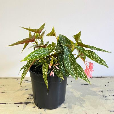 Begonia Angel wing Medora