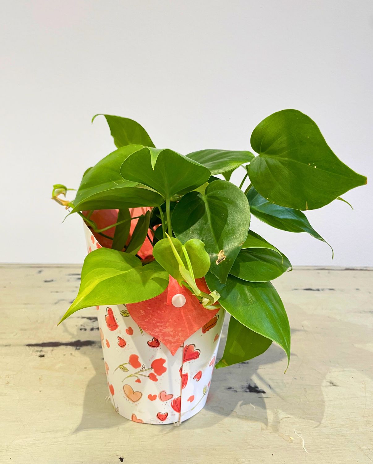 Valentine Sweetheart Plant Valentine Sweetheart Plant