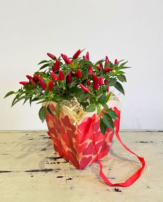 Valentine Chilli Acapulco