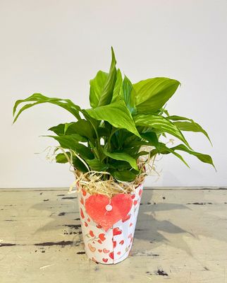Valentine Peace Lily