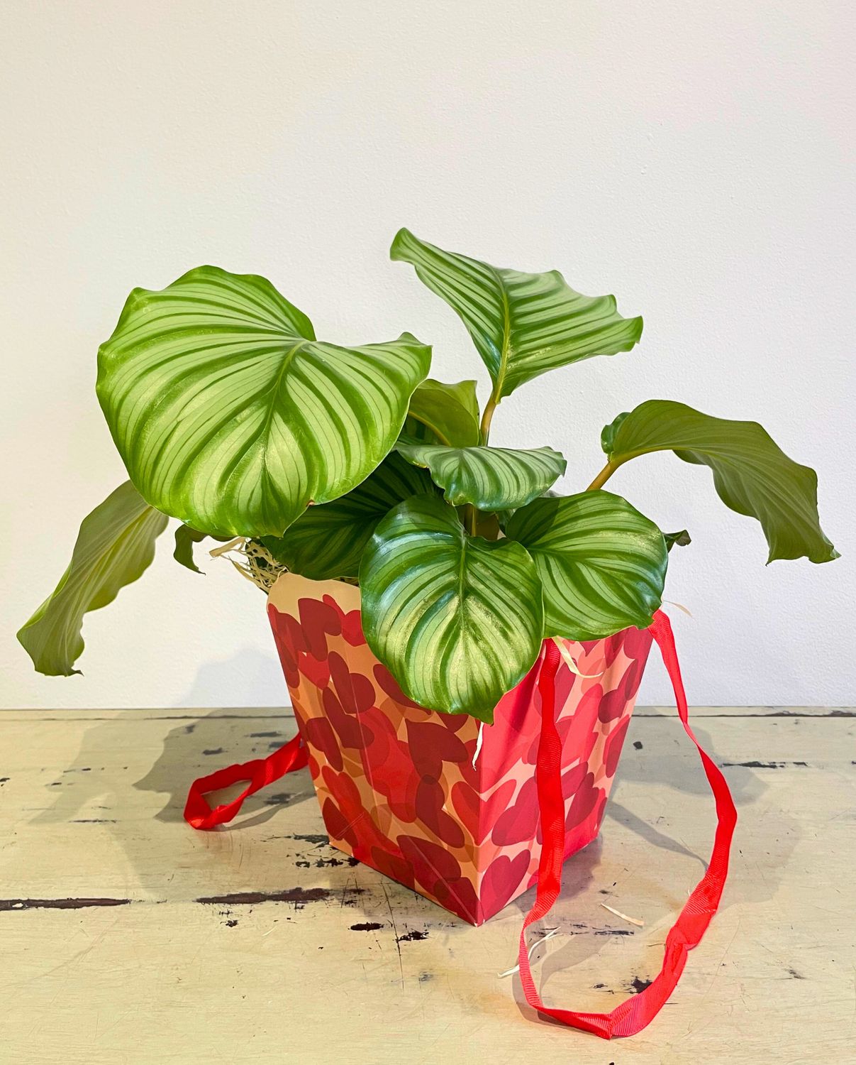 Valentine Round Leaf Prayer Plant