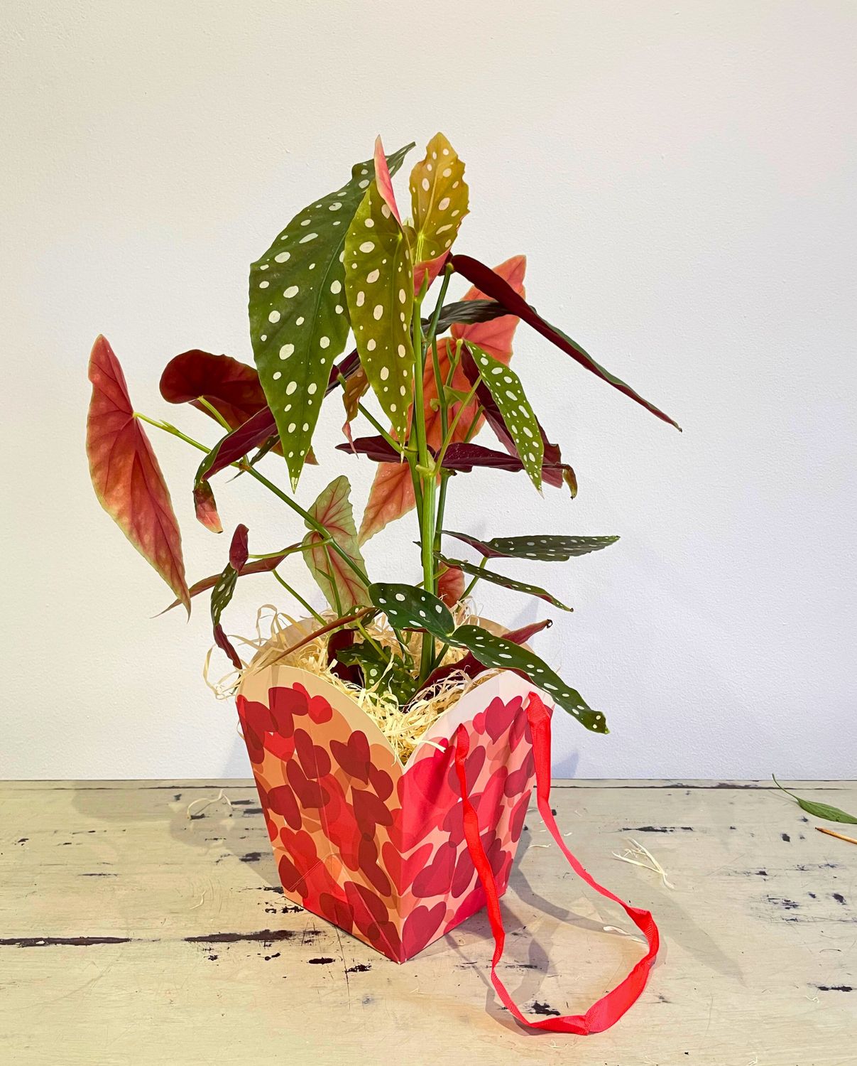 Valentine Polka Dot Begonia