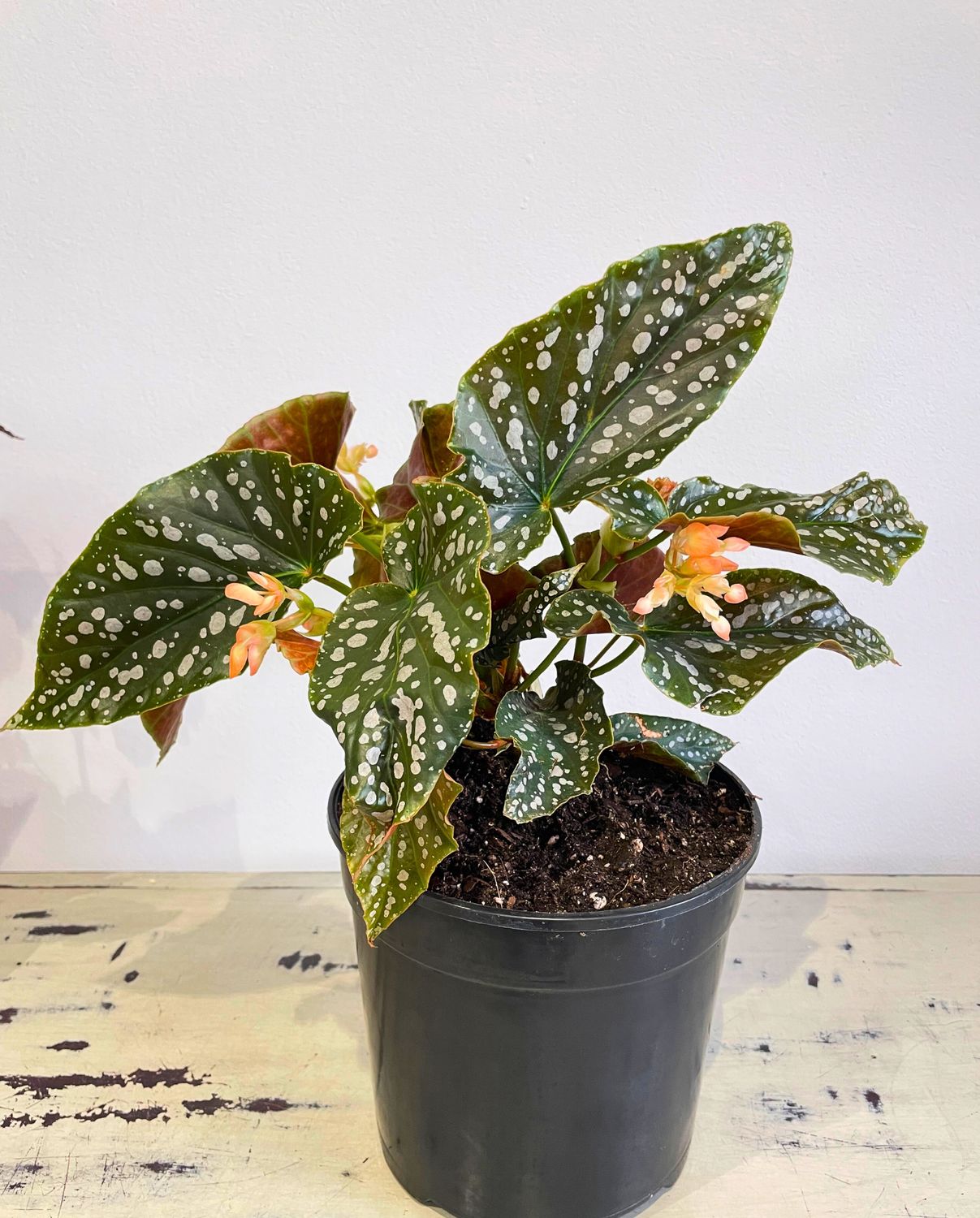 Begonia Spotlight