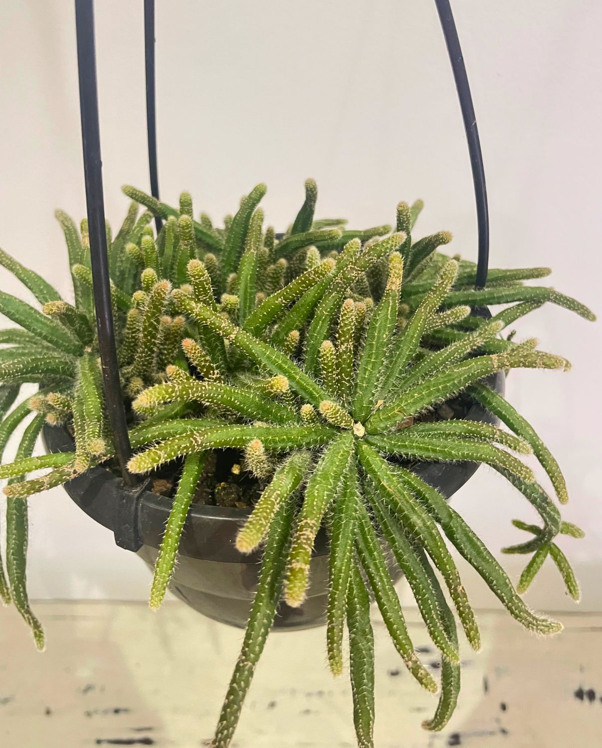 Rat's tail cactus