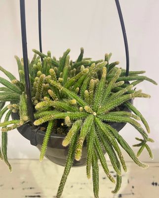 Rat's tail cactus
