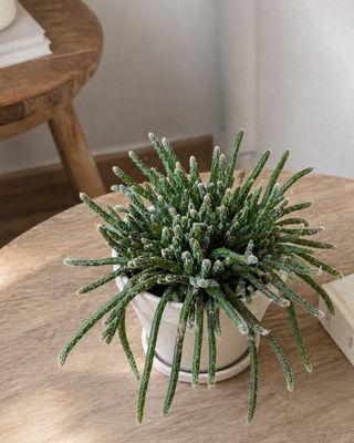 Rat's tail cactus