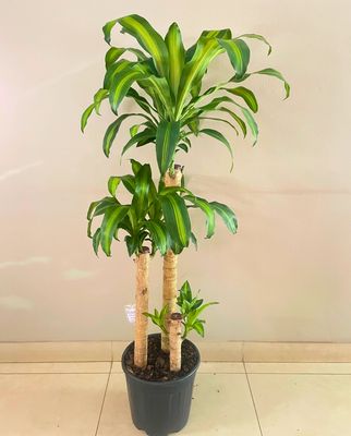 Golden heart corn plant 123