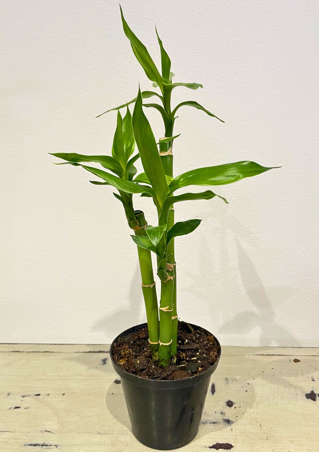 Lucky Bamboo 123 Lucky Bamboo 123