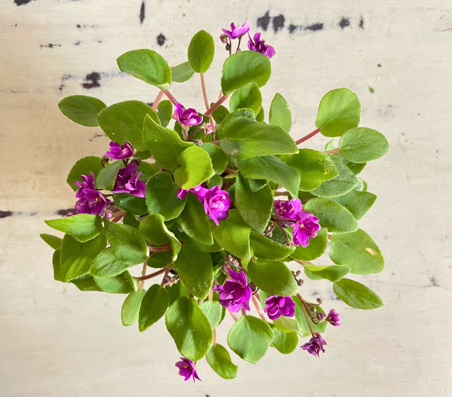 African violet pixie