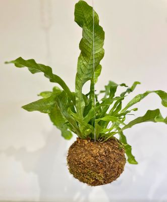 Crocodile fern kokedama