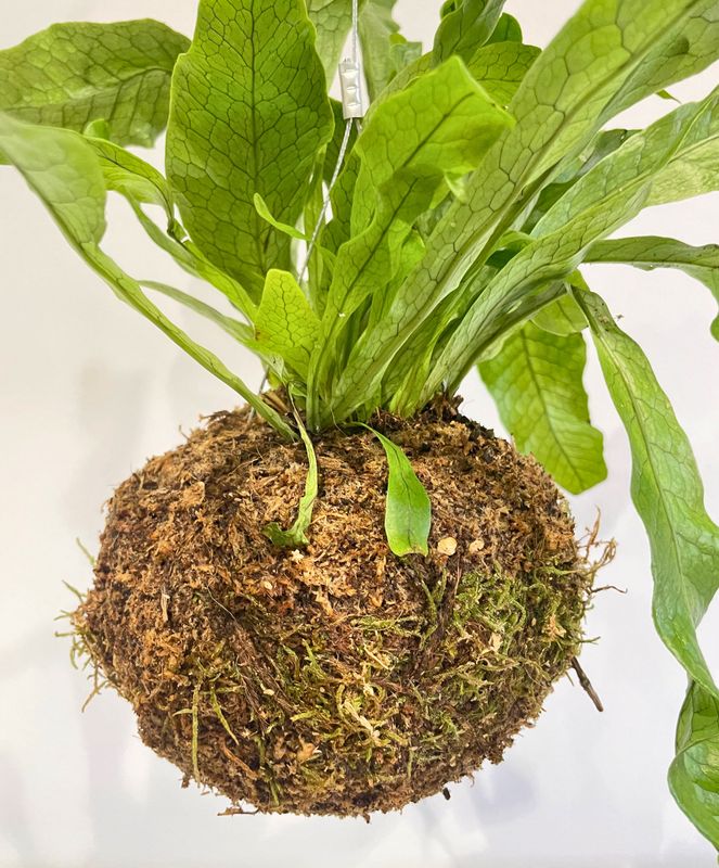 Crocodile fern kokedama