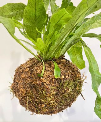 Crocodile fern kokedama