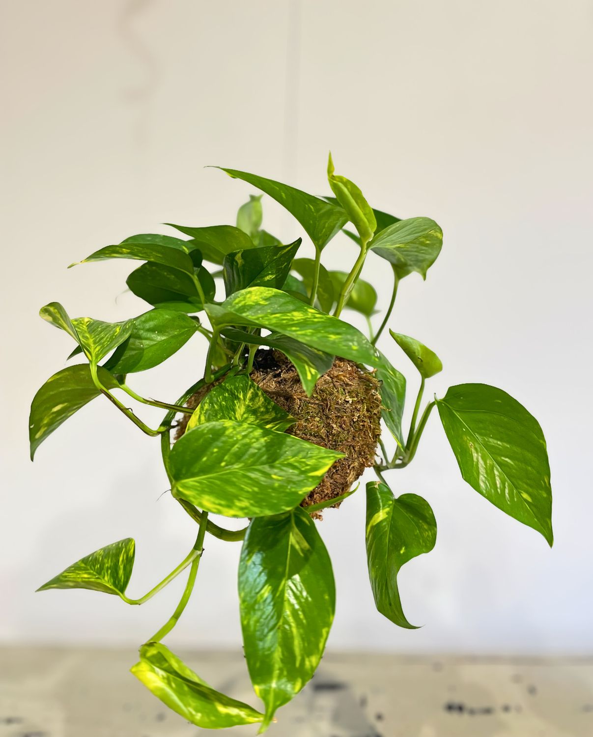 Golden pothos kokedama Golden pothos kokedama