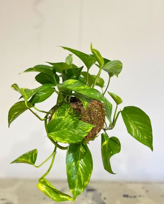 Golden pothos kokedama