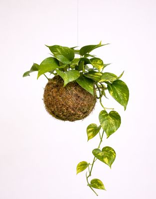 Golden pothos kokedama