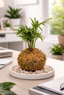 Love Palm / Parlour Palm kokedama