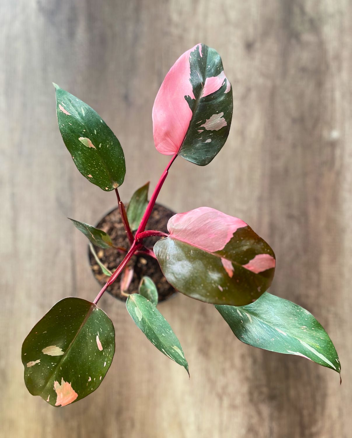 Bargain Bundle - March Bargain Bundle - March