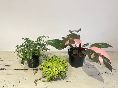 Bargain Bundle - March Bargain Bundle - March