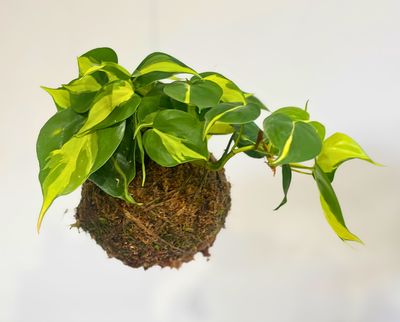 Sweetheart Philodendron Mica kokedama Sweetheart Philodendron Mica kokedama