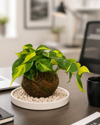 Sweetheart Philodendron Mica kokedama