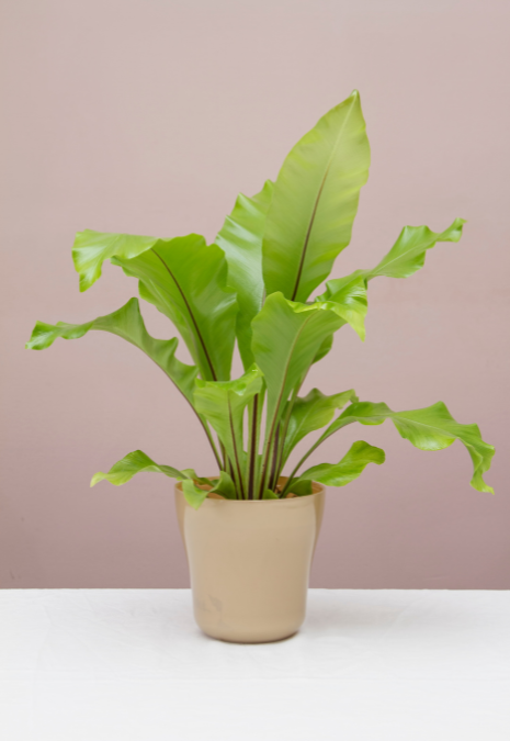 Bird's Nest Fern XL