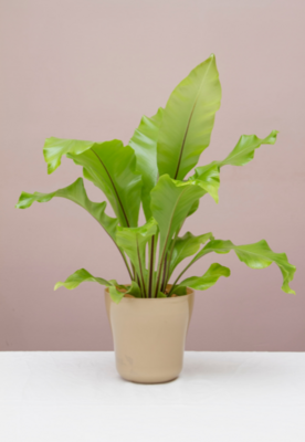 Bird's Nest Fern XL Bird's Nest Fern XL