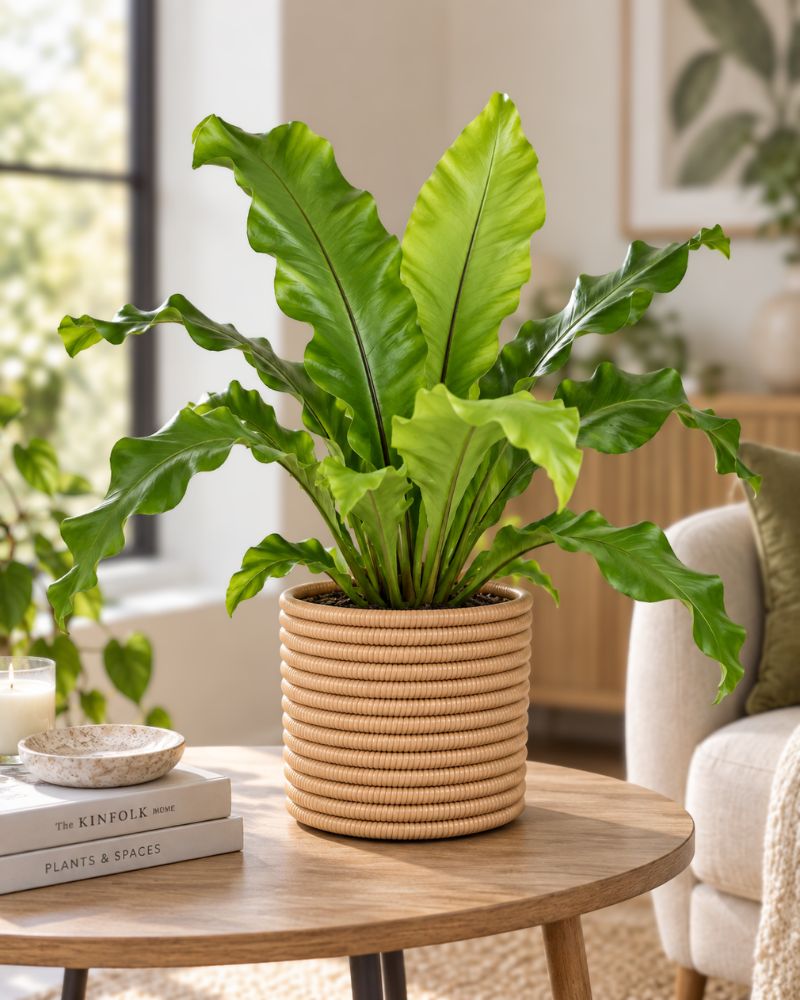 Bird's Nest Fern Medium