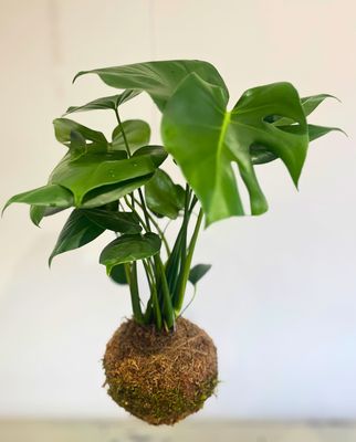Delicious Monster kokedama