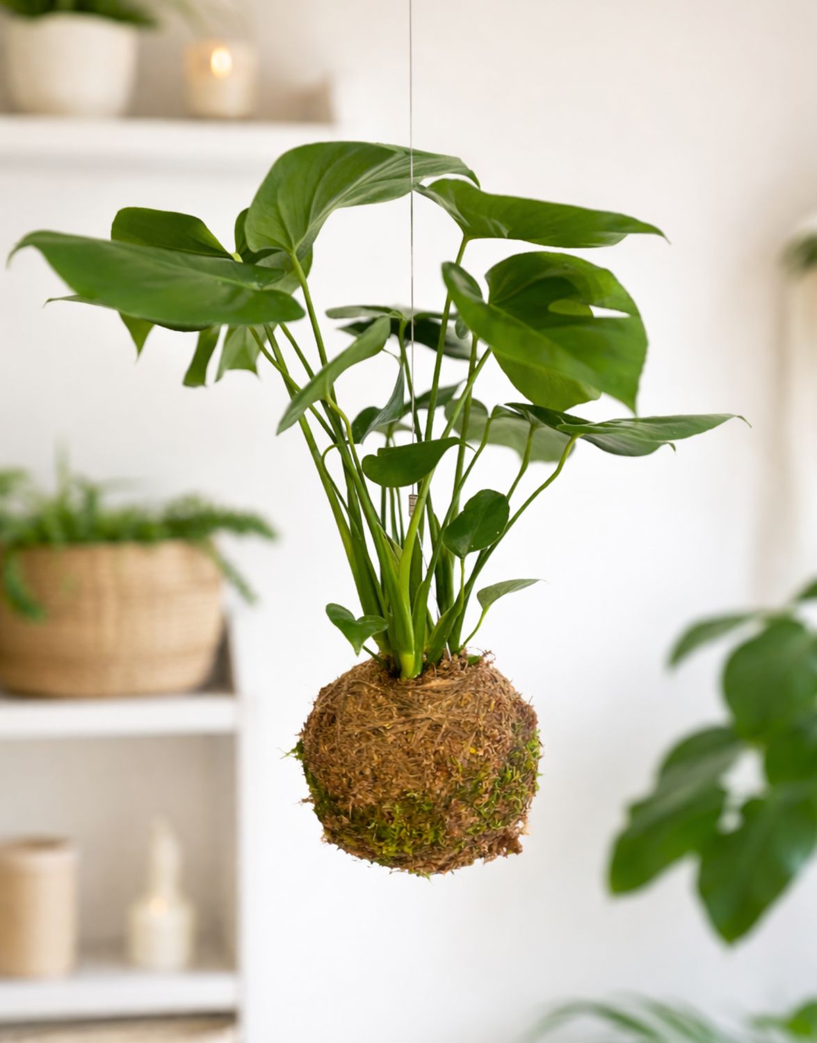 Delicious Monster kokedama