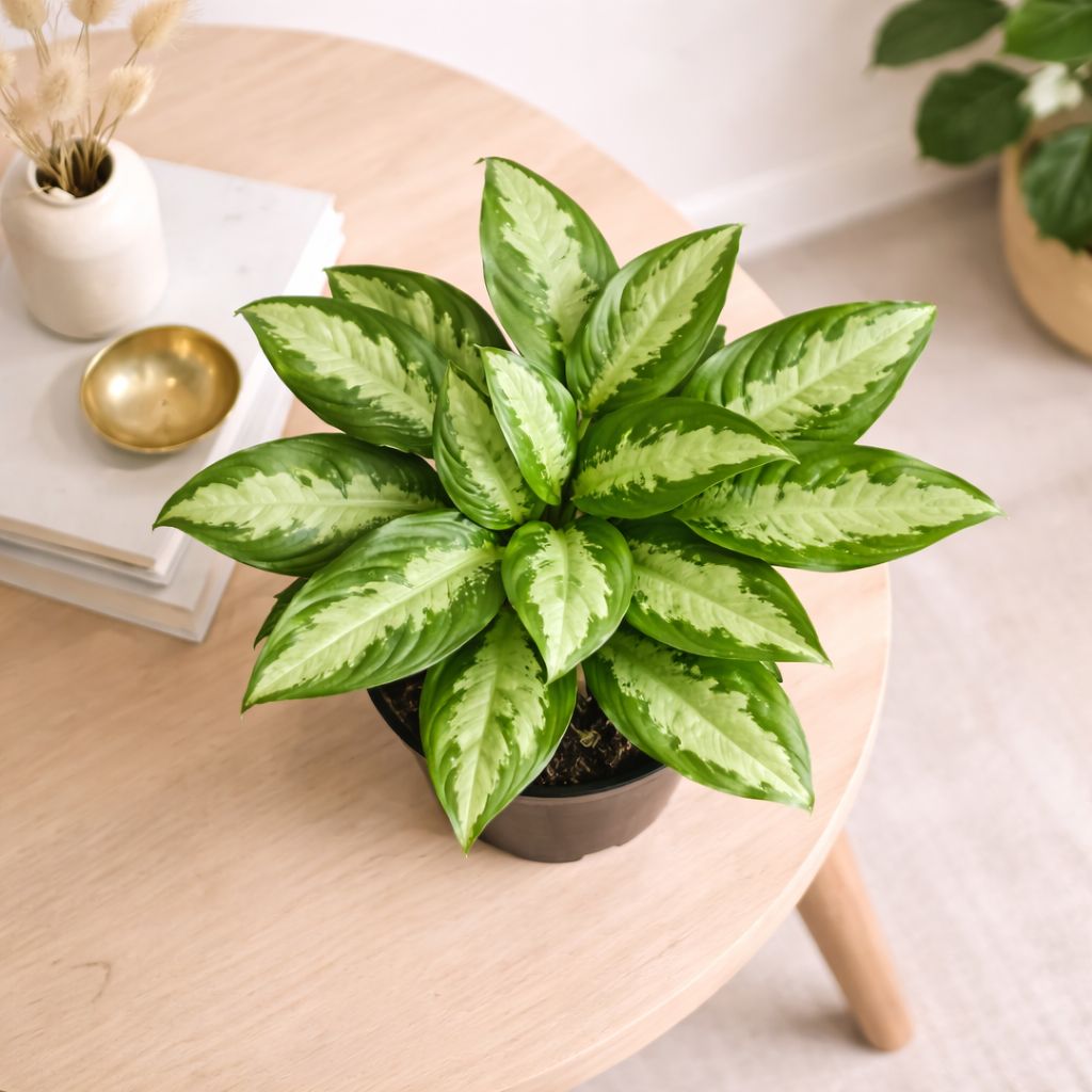 Chinese Evergreen - Pattaya Beauty Medium