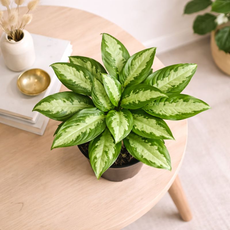 Chinese Evergreen - Pattaya Beauty Medium Chinese Evergreen - Pattaya Beauty Medium