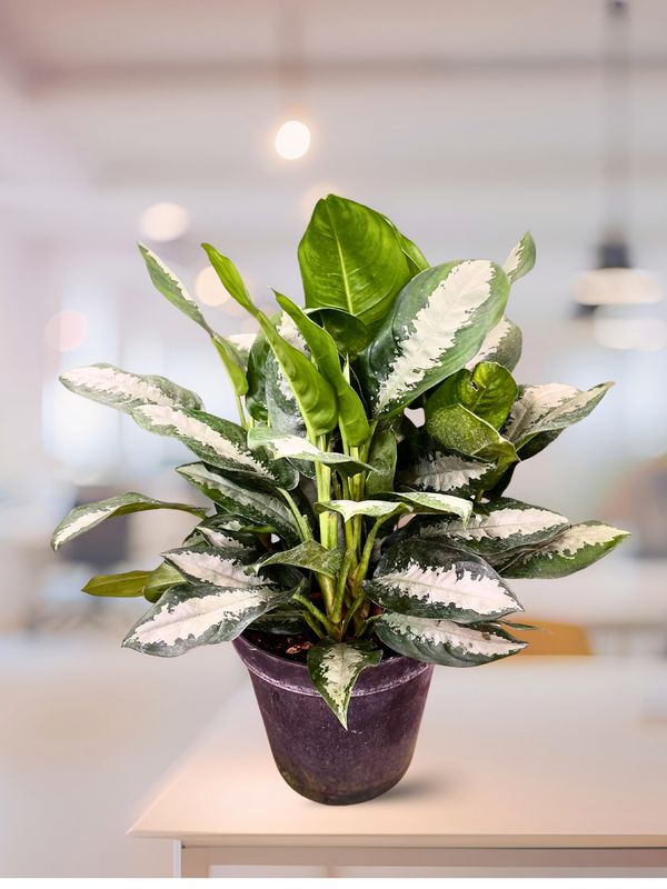 Chinese Evergreen - Pattaya Beauty Large Chinese Evergreen - Pattaya Beauty Large