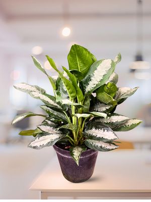 Chinese Evergreen - Pattaya Beauty Large
