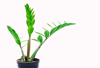 ZZ Plant Lrg