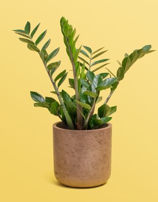 ZZ Plant Lrg ZZ Plant Lrg