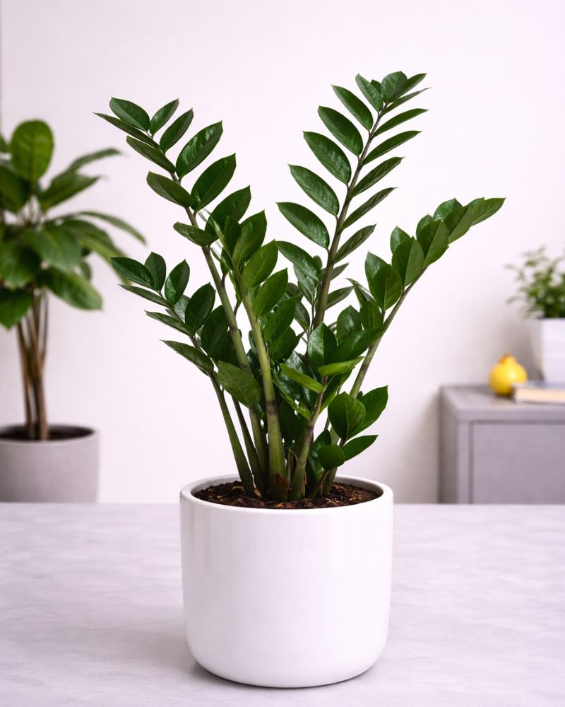 ZZ Plant Lrg