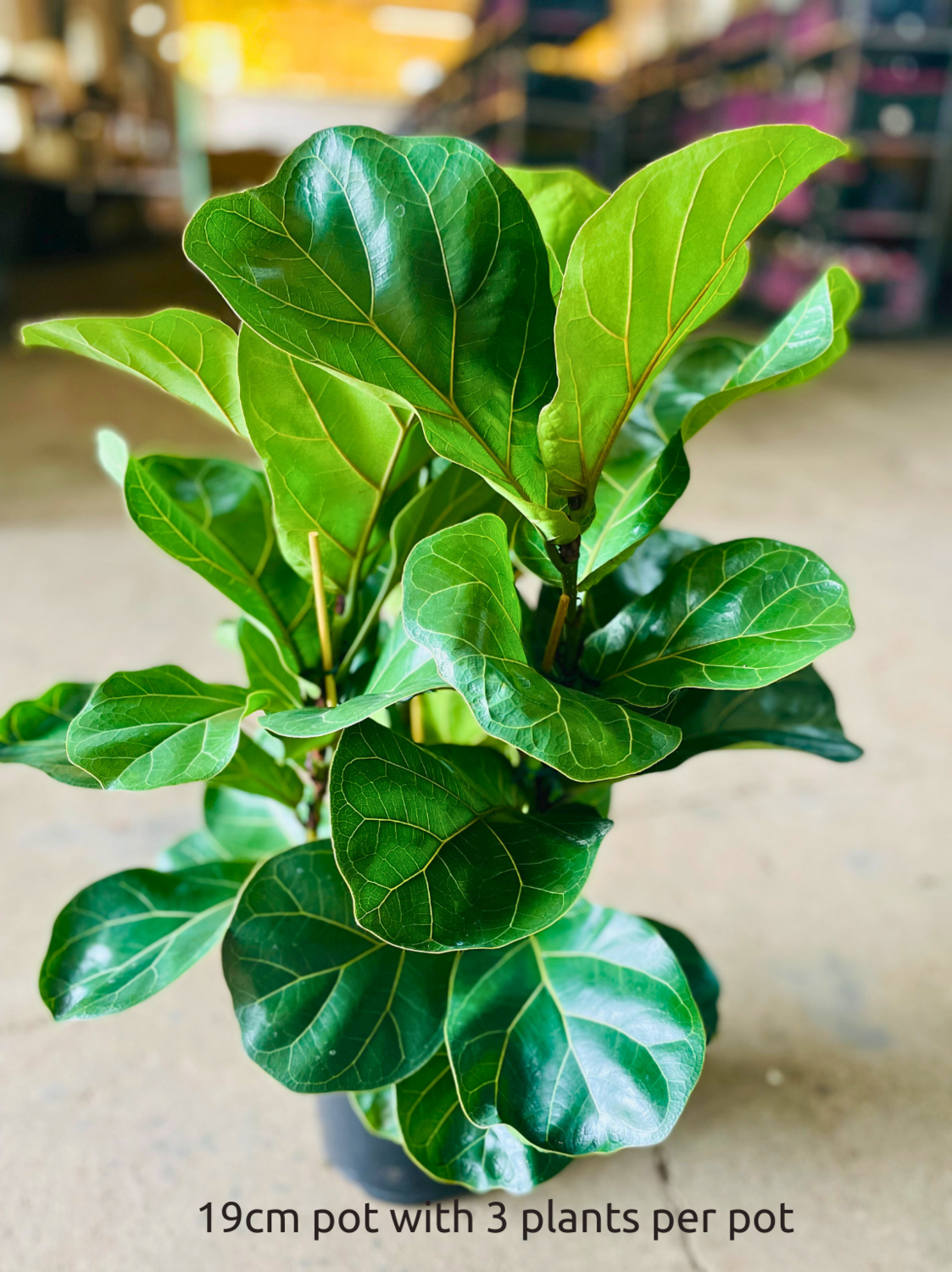 Fiddle Leaf Fig Bambino Large Fiddle Leaf Fig Bambino Large