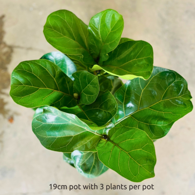 Fiddle Leaf Fig Bambino Large
