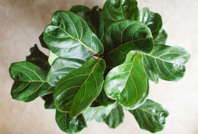 Fiddle Leaf Fig Tree Medium