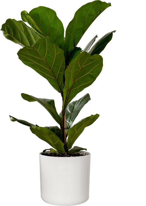 Fiddle Leaf Fig Tree Medium