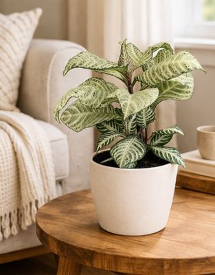 Whitewash Zebra Plant