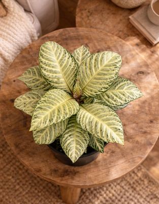 Whitewash Zebra Plant