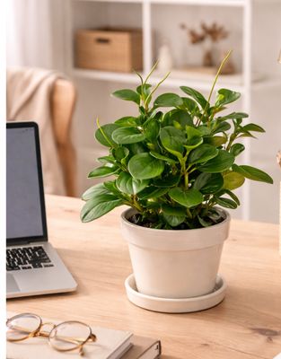 Baby rubber plant
