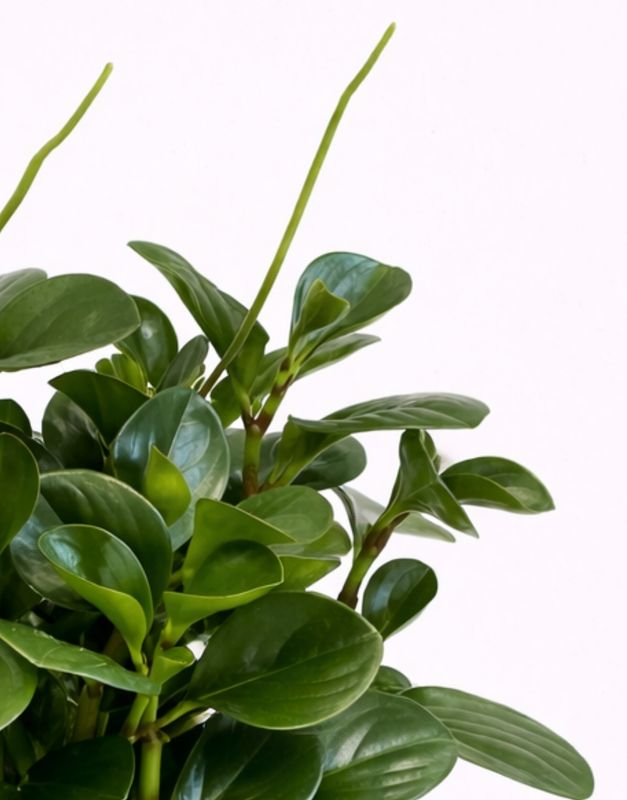 Baby rubber plant