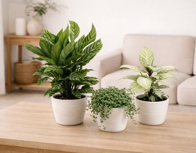 Bargain Bundle - April