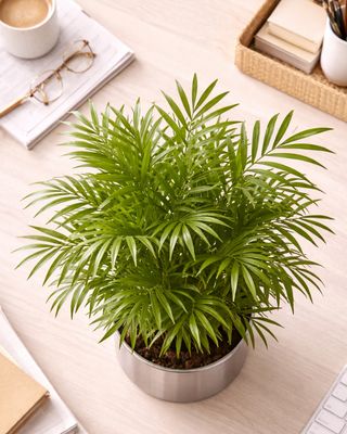 Love Palm / Parlour Palm Med