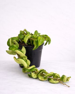 Wax Plant trio