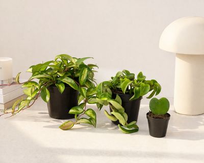 Wax Plant trio